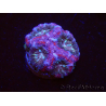 WYSIWYG Micromussa lordhowensis (ehemals Acanthastrea)