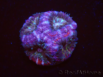 WYSIWYG Micromussa lordhowensis (formerly Acanthastrea)