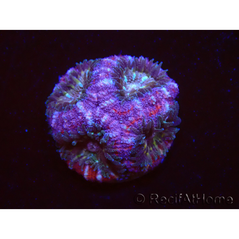 WYSIWYG Micromussa lordhowensis (ehemals Acanthastrea)