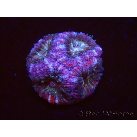 WYSIWYG Micromussa lordhowensis (ex Acanthastrea)
