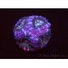 WYSIWYG Micromussa lordhowensis (antes Acanthastrea)