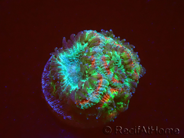 WYSIWYG Micromussa lordhowensis (formerly Acanthastrea)