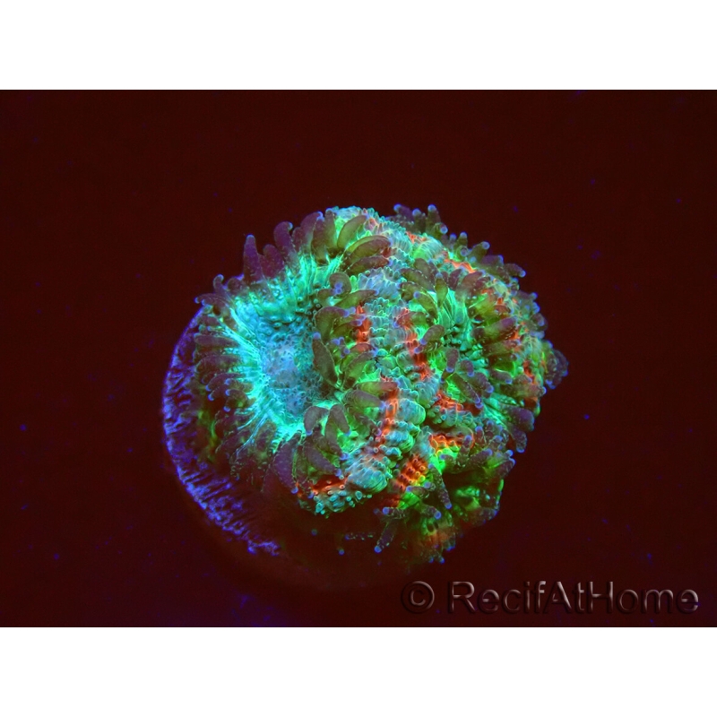 WYSIWYG Micromussa lordhowensis (ehemals Acanthastrea)