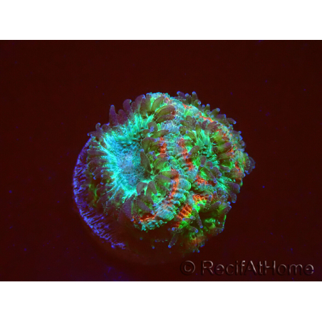 WYSIWYG Micromussa lordhowensis (formerly Acanthastrea)