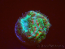 WYSIWYG Micromussa lordhowensis (formerly Acanthastrea)