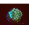 WYSIWYG Micromussa lordhowensis (antes Acanthastrea)