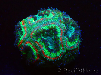 WYSIWYG Micromussa lordhowensis (formerly Acanthastrea)