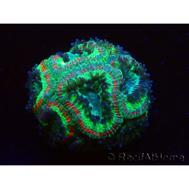 WYSIWYG Micromussa lordhowensis (antes Acanthastrea)