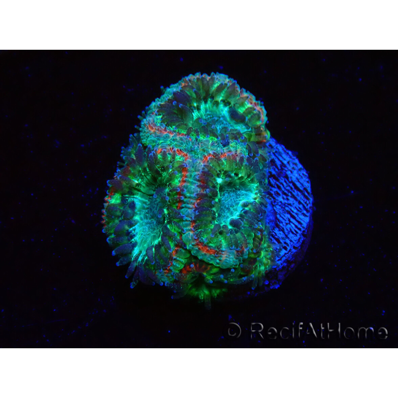 WYSIWYG Micromussa lordhowensis (antes Acanthastrea)