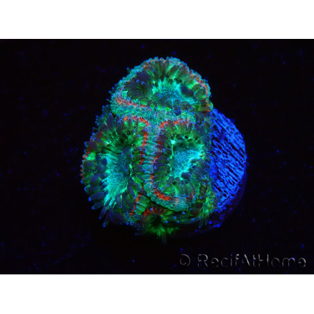 WYSIWYG Micromussa lordhowensis (formerly Acanthastrea)