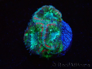 WYSIWYG Micromussa lordhowensis (formerly Acanthastrea)