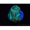 WYSIWYG Micromussa lordhowensis INDO (ex Acanthastrea) 25B9