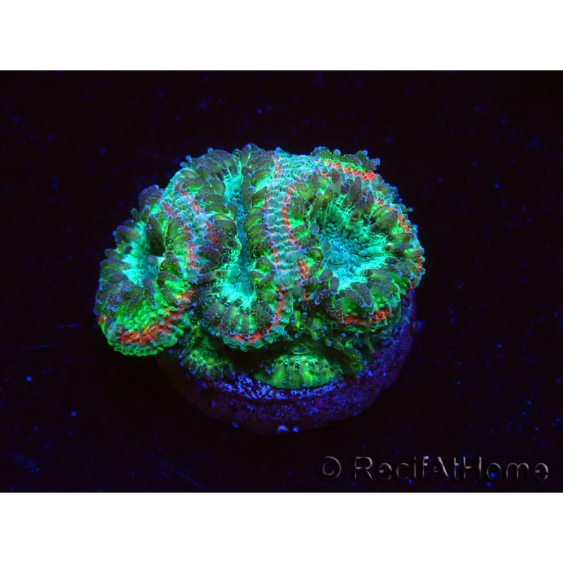 WYSIWYG Micromussa lordhowensis (antes Acanthastrea)