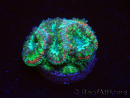 WYSIWYG Micromussa lordhowensis (ex Acanthastrea)