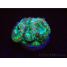 WYSIWYG Micromussa lordhowensis (ehemals Acanthastrea)