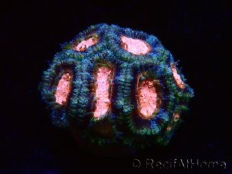 WYSIWYG Micromussa lordhowensis (ehemals Acanthastrea)
