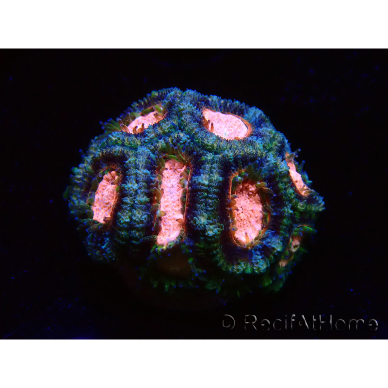 WYSIWYG Micromussa lordhowensis INDO (ex Acanthastrea) 25C1
