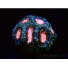 WYSIWYG Micromussa lordhowensis INDO (ex Acanthastrea) 25C1
