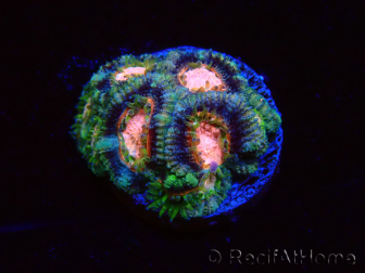 WYSIWYG Micromussa lordhowensis (ehemals Acanthastrea)