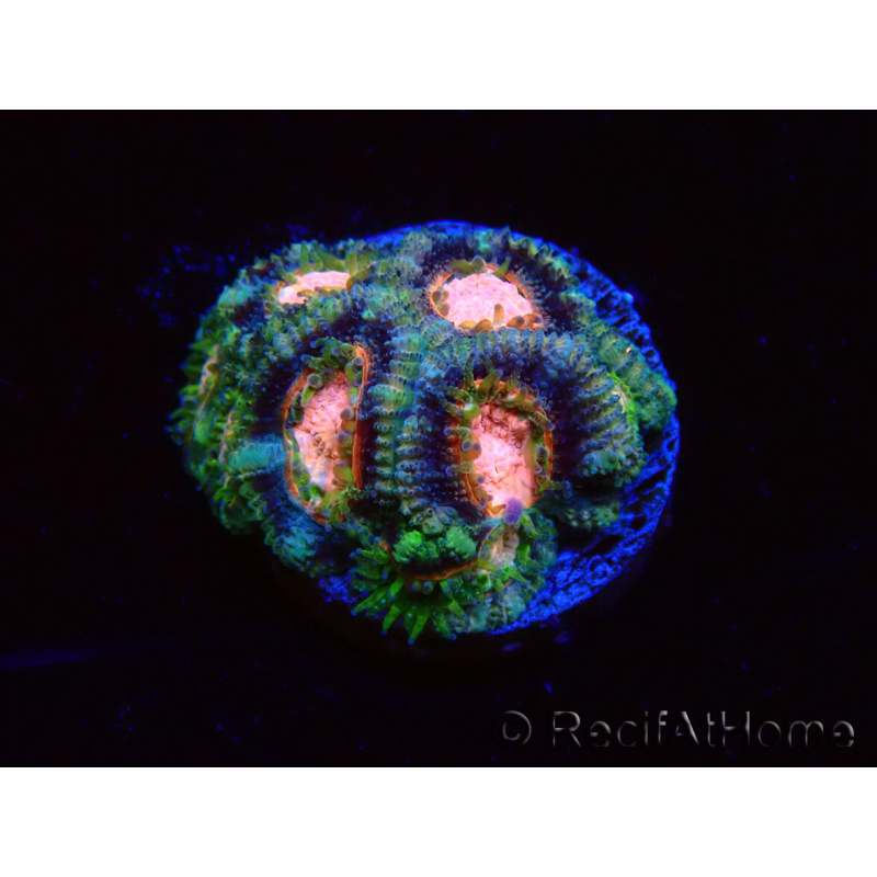 WYSIWYG Micromussa lordhowensis (ehemals Acanthastrea)