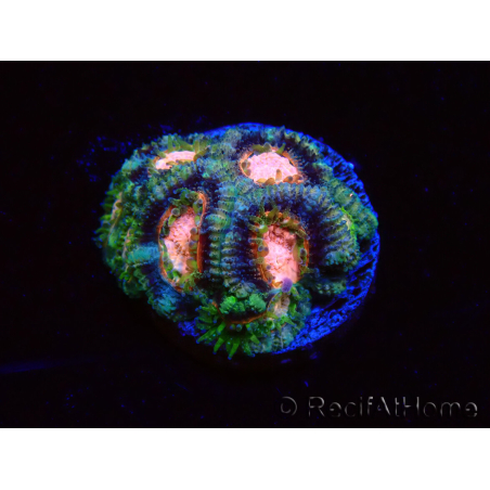 WYSIWYG Micromussa lordhowensis (formerly Acanthastrea)