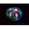 WYSIWYG Micromussa lordhowensis INDO (ex Acanthastrea) 25C2