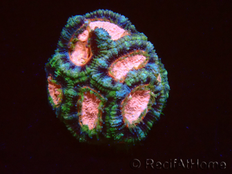 WYSIWYG Micromussa lordhowensis INDO (ex Acanthastrea) 25C3