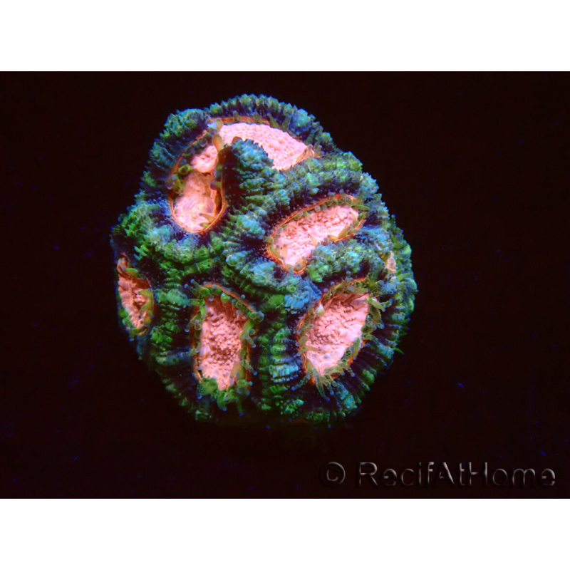 WYSIWYG Micromussa lordhowensis INDO (ex Acanthastrea) 25C3