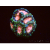 WYSIWYG Micromussa lordhowensis (antes Acanthastrea)