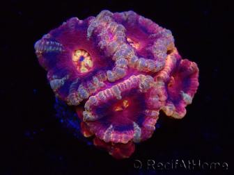 WYSIWYG Micromussa lordhowensis (ex Acanthastrea)