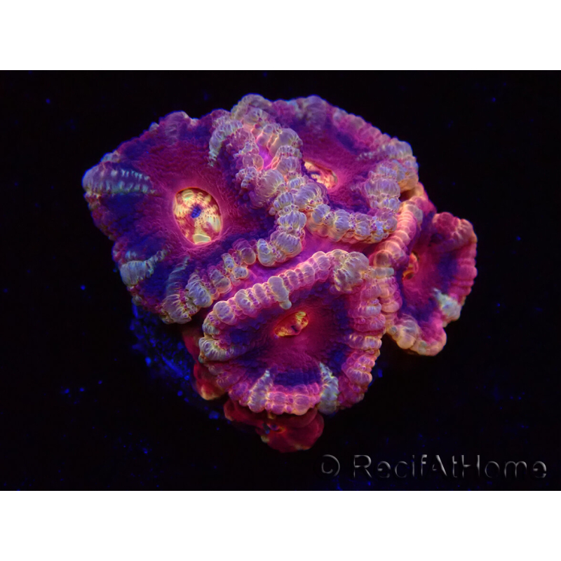 WYSIWYG Micromussa lordhowensis (ehemals Acanthastrea)