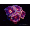 WYSIWYG Micromussa lordhowensis (formerly Acanthastrea)