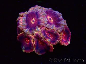 WYSIWYG Micromussa lordhowensis INDO (ex Acanthastrea) 25C7