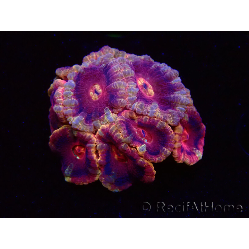 WYSIWYG Micromussa lordhowensis (antes Acanthastrea)