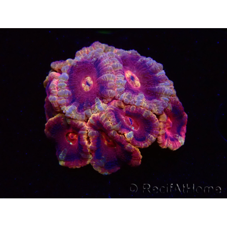 WYSIWYG Micromussa lordhowensis (ex Acanthastrea)