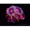 WYSIWYG Micromussa lordhowensis INDO (ex Acanthastrea) 25C7