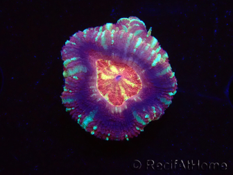 WYSIWYG Micromussa lordhowensis (formerly Acanthastrea)