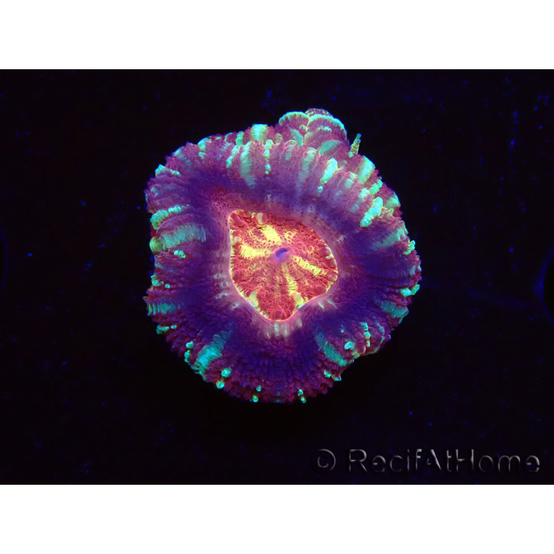 WYSIWYG Micromussa lordhowensis (ehemals Acanthastrea)