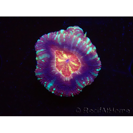WYSIWYG Micromussa lordhowensis (formerly Acanthastrea)