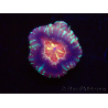 WYSIWYG Micromussa lordhowensis (ehemals Acanthastrea)