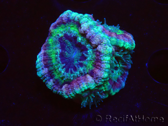 WYSIWYG Micromussa lordhowensis (antes Acanthastrea)