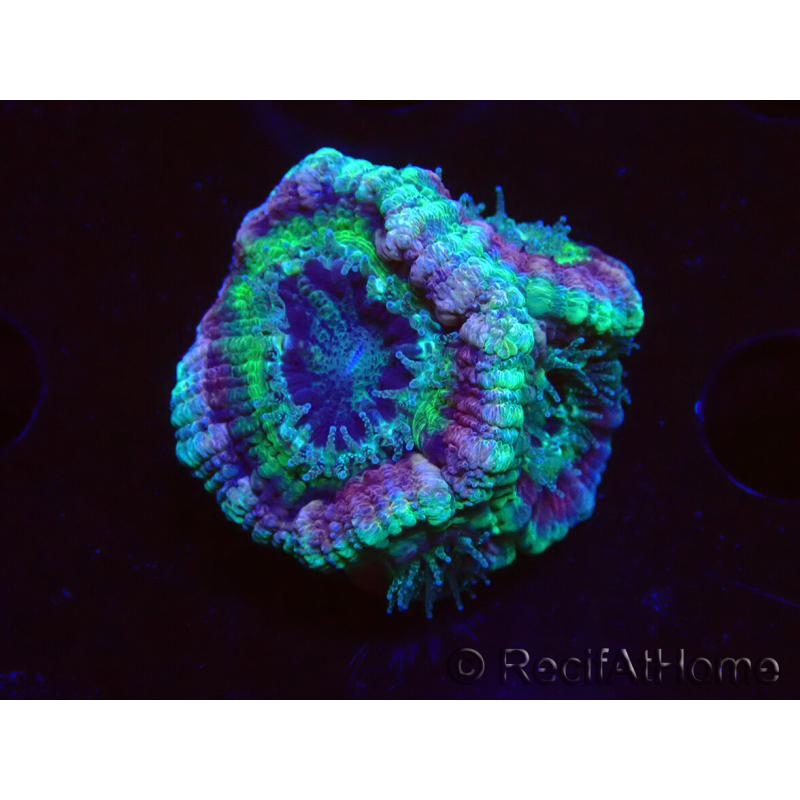 WYSIWYG Micromussa lordhowensis INDO (ex Acanthastrea) 25D8