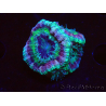 WYSIWYG Micromussa lordhowensis (ehemals Acanthastrea)
