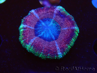 WYSIWYG Micromussa lordhowensis INDO (ex Acanthastrea) 25D10