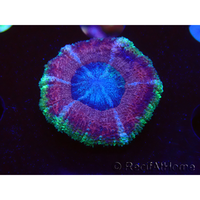 WYSIWYG Micromussa lordhowensis (antes Acanthastrea)