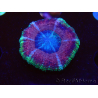 WYSIWYG Micromussa lordhowensis INDO (ex Acanthastrea) 25D10