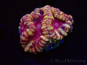 WYSIWYG Micromussa lordhowensis INDO (ex Acanthastrea) 25E1