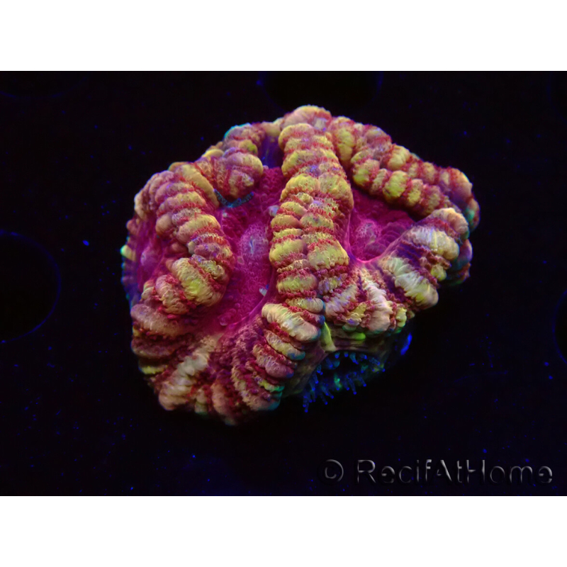 WYSIWYG Micromussa lordhowensis (antes Acanthastrea)
