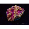 WYSIWYG Micromussa lordhowensis (antes Acanthastrea)