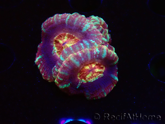 WYSIWYG Micromussa lordhowensis (antes Acanthastrea)